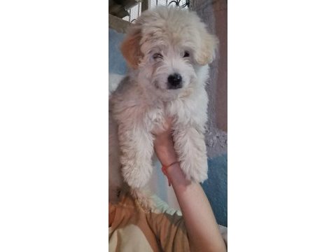 3 aylık terrier erkek sahibinden sahiplendiriyoruz
