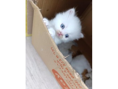 British shorthair pamuklarım