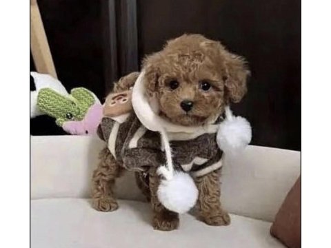 Toy poodle sağlıklı köpeğimiz için ulaşın