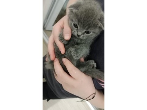 Scottish fold yavru kedimiz