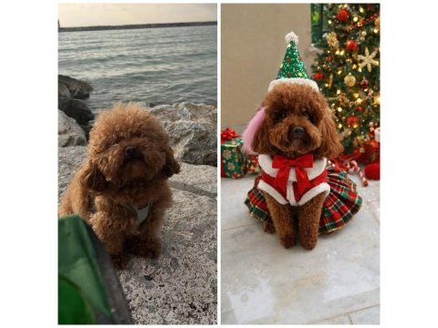 Evde büyüyen kore teacup poodle