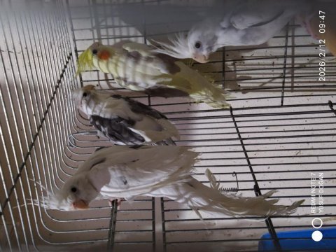 Yavru 7 sultan papağanı iki aylık evcil
