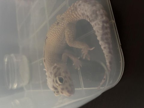 Leopar gecko