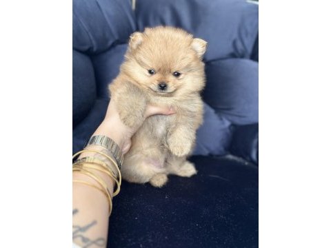 Pomeranian boo yavrular ırkına uygun