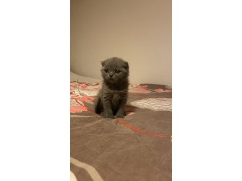 Son scottish fold bebek yeni yuvasını arıyor