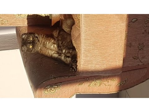 Anne scottish fold