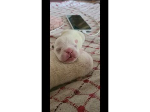 Maviş gözlü french bulldog bebekler