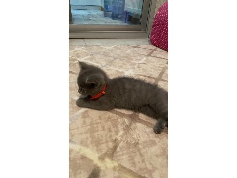 70 günlük british yavru dişi kedi