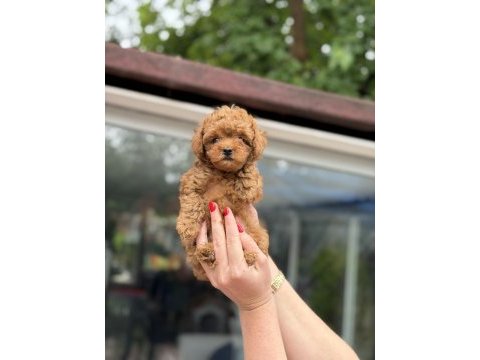 Kore red toy poodle