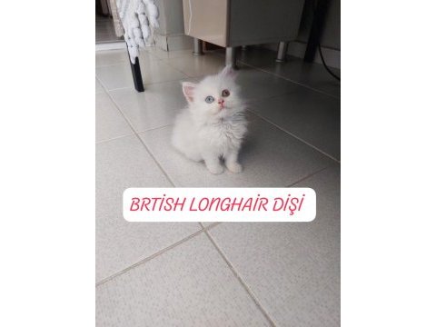 British longhair prenses hazır
