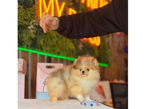 Özel merle renk pomeranian boo dişi