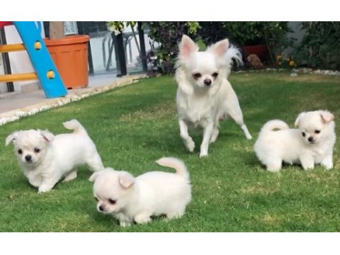Sevimli chihuahua yavru