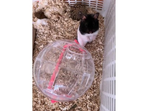 Gonzales / suriye hamster