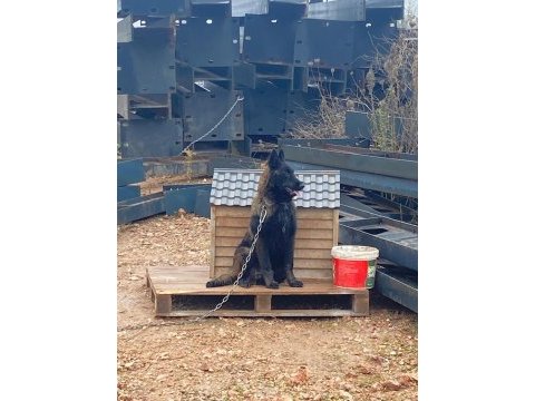 Evine bahçesine dost arayana özel yavru köpekler