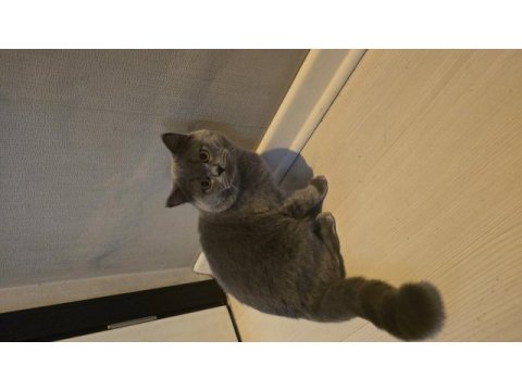 8 aylık erkek british shorthair
