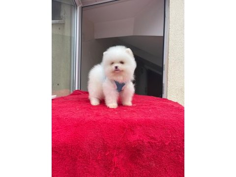 Irk ve sağlık garantili pomeranian boo