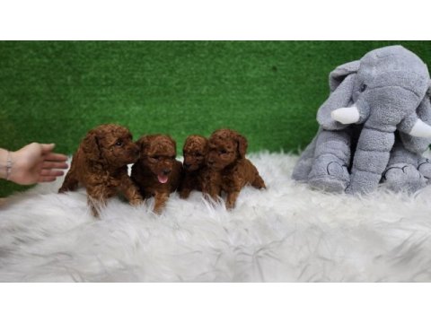 Bizimle iletişime geçmeden karar vermeyin poodle