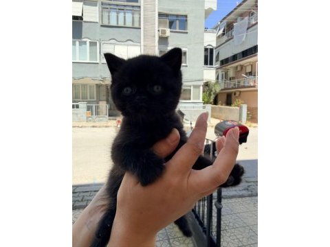 2 aylık dişi british shorthair