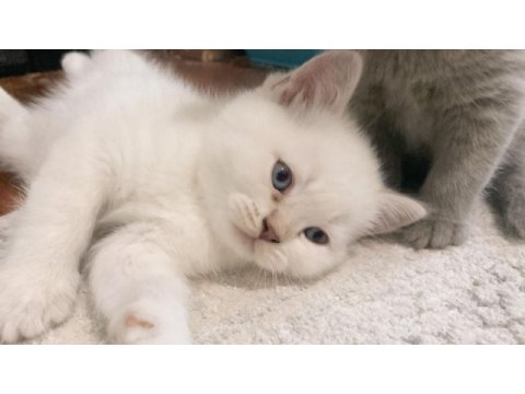 12 mayıs doğumlu british shorthair yavrularımız
