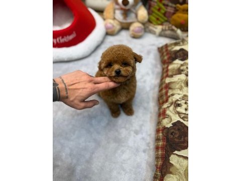 Kore toy poodle