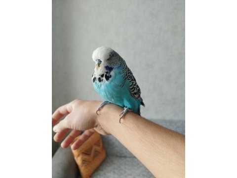 1 çift jumbo muhabbet kuşu