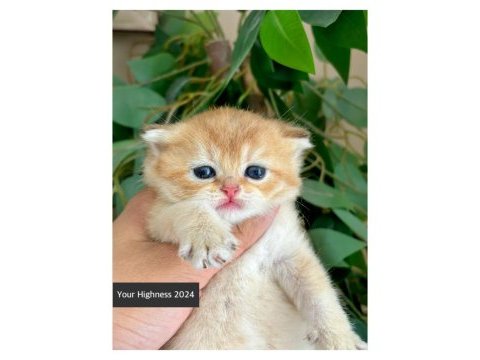 British shorthair yavrular