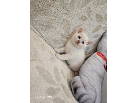 British shorthair bebekler yeni yuvalarını arıyor
