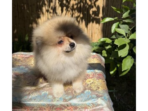 Pomeranian boo erkek garantili