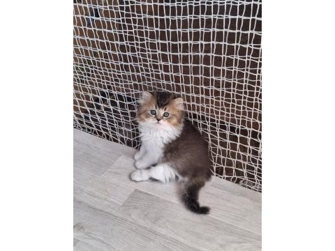 Scottish fold ve british shorthair yavrularımız