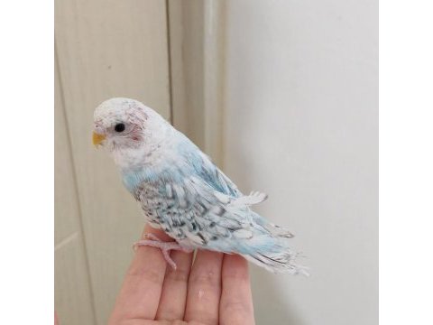 Yavru spangle erkek muhabbet kuşlarımız