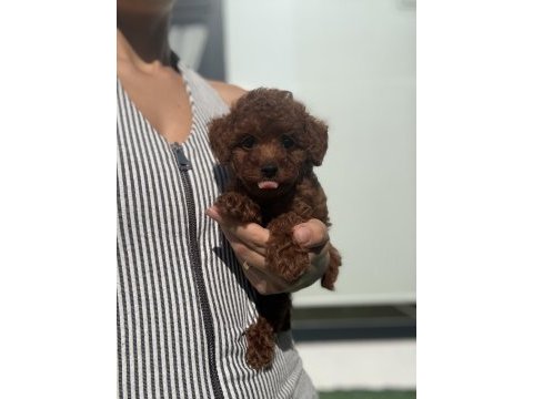 Poodle prenses