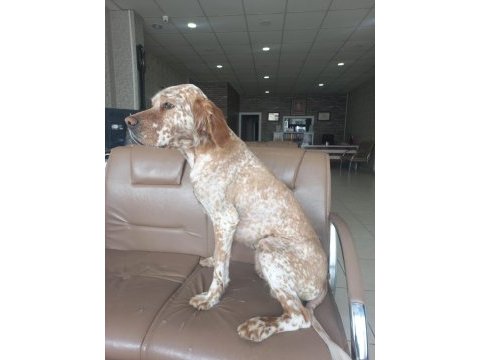 Eğitimli av köpeği