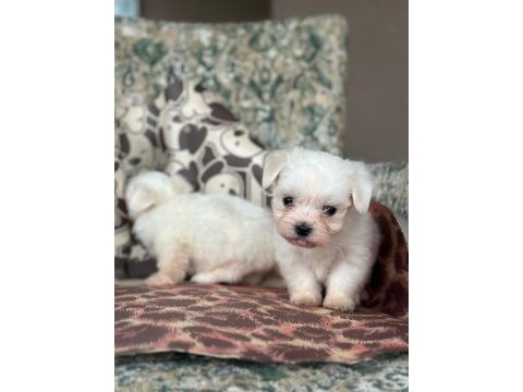 Maltese terrier yavrular