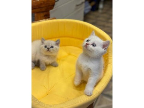 British shorthair yavrularımız