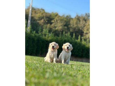 Golden retriever yavruları ıstanbul     