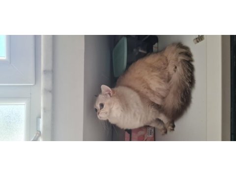 British shorthair blue point chilcilla