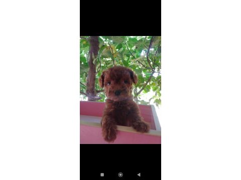 Tuvalet eğitimli erkek toy poodle yavrular