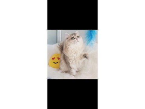 Cinnamon taşıyıcı british longhair