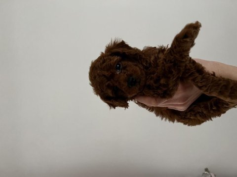 Toy poodle red brown safkan özel yavrular