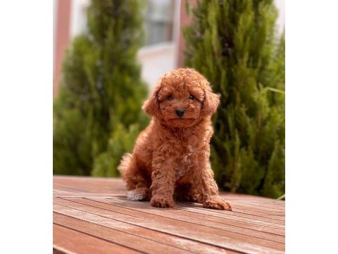 Toy poodle yavrular
