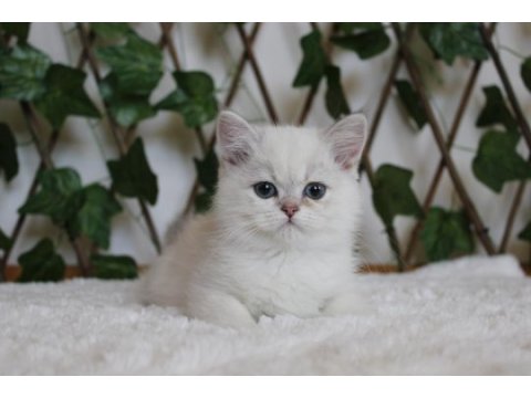 Ay1133 erkek british shorthair golden point