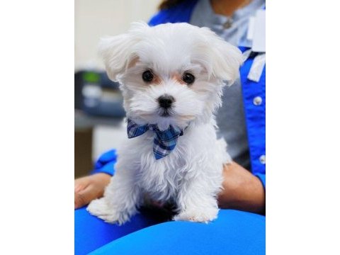 Maltese terrier adrese teslim, kapıda ödeme yapabilirsiniz