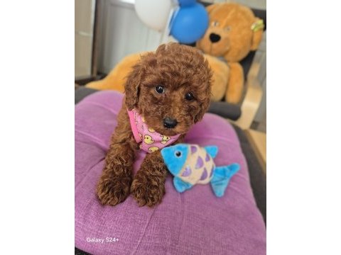 Toy poodle kore ve kore kan yavrular