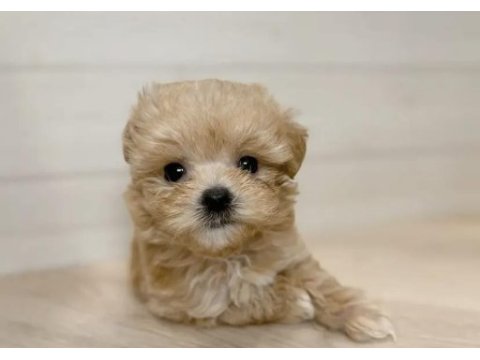 Maltipoo yavruları
