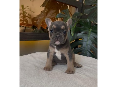 Rengarenk french bulldog yavrularım egzotik
