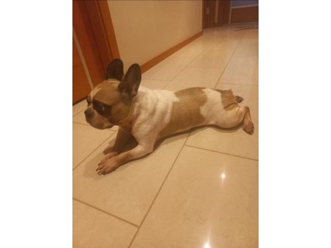 Bal kız fransız bulldog