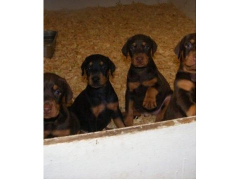 Siyah ve kızıl king doberman yavrularımız