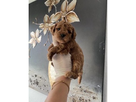 Safkan anne altından ev üretimi toy poodle