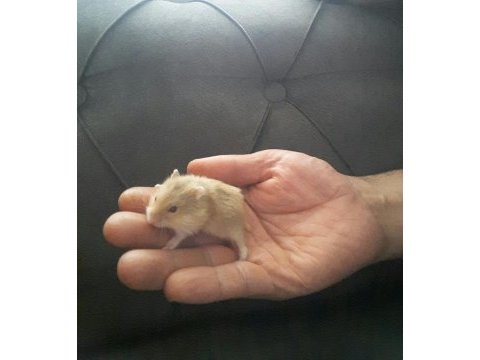 Hamster gonzales ve suriye yavru ve anaç altı