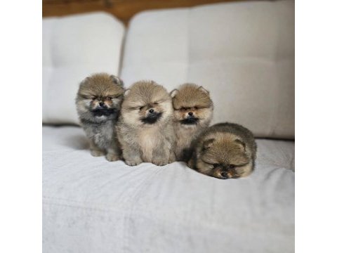 Irk garantili pomeranian yavruları 